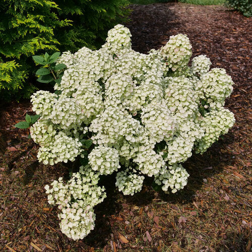 Hydrangea Tiny Quick Fire - 2 Gallon Pot