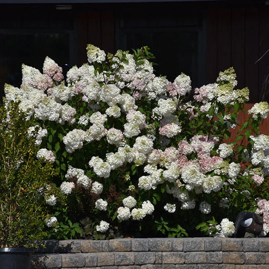 Hydrangea Vanilla Strawberry - 3 Gallon Pot