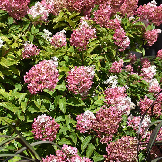 Hydrangea Vanilla Strawberry - 3 Gallon Pot - Image 2
