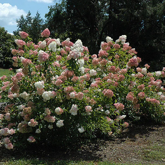 Hydrangea Vanilla Strawberry - 3 Gallon Pot - Image 3