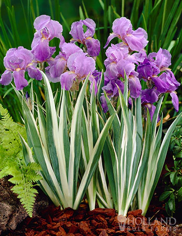 Iris Flags Albovariegata White - 8" Potted Perennial