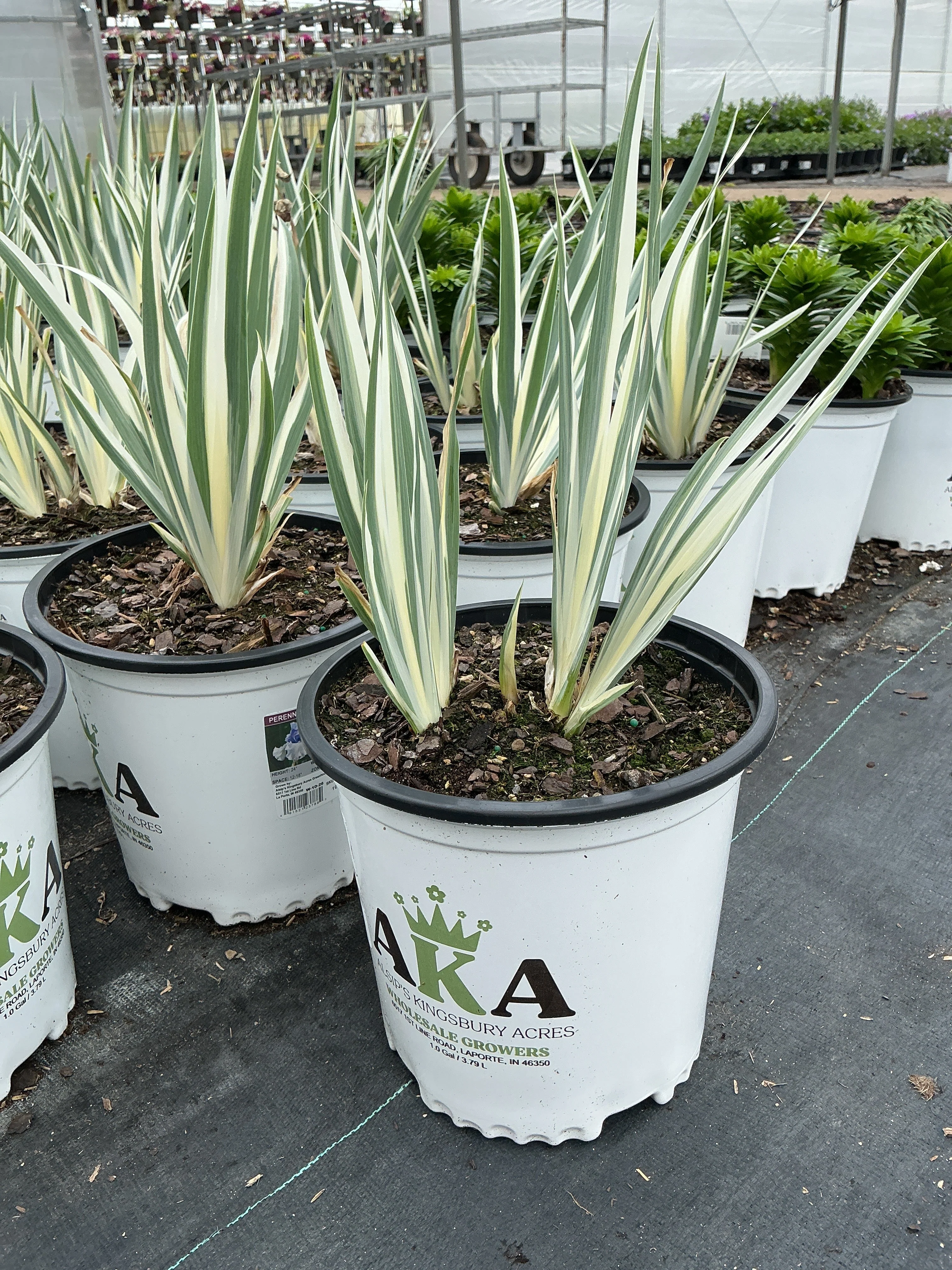 Iris Flags Albovariegata White - 8" Potted Perennial - Image 2
