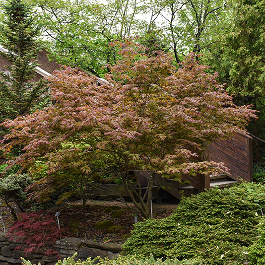Johin Full Moon Japanese Maple - Acer shirasawanum - 24-30" Ball & Burlap Tree
