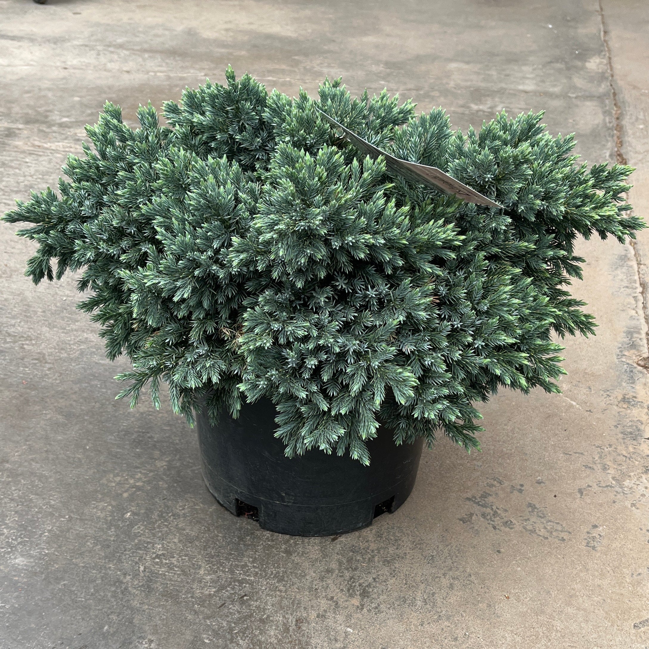 Blue Star Juniper - Juniperus squamata - 3 Gallon Potted Evergreen Shrub