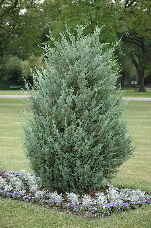 Moonglow Juniper - Juniperus scopulorum - 5-6 Foot Ball & Burlap Evergreen Tree