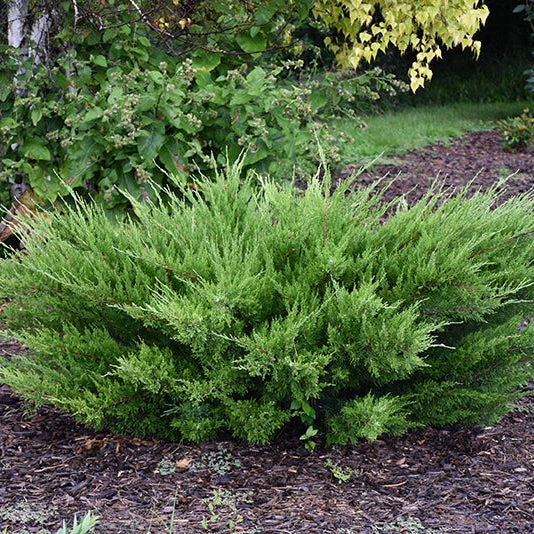 Juniper Sea Green - 3 Gallon Potted Evergreen Shrub - Image 2