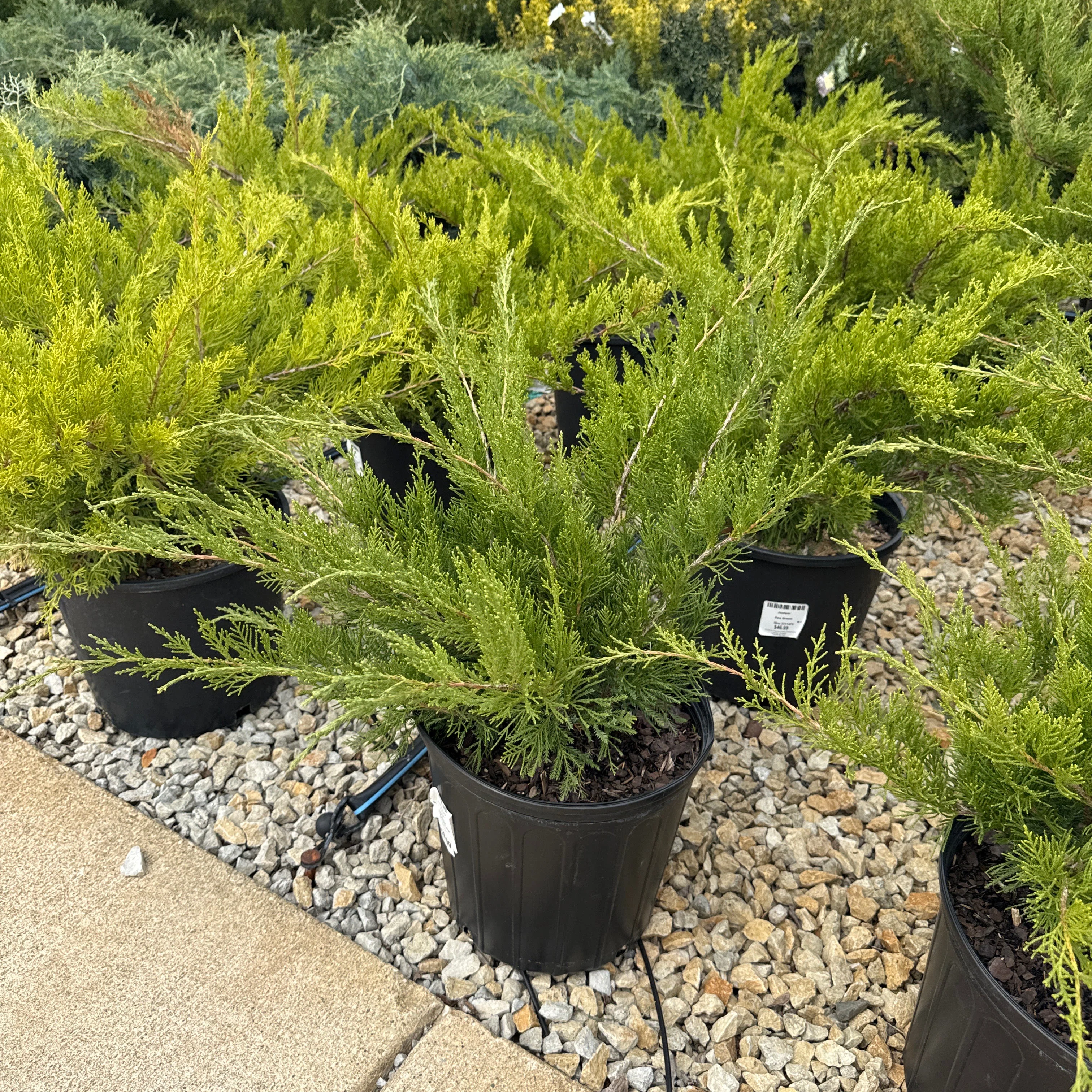 Juniper Sea Green - 3 Gallon Potted Evergreen Shrub - Image 3