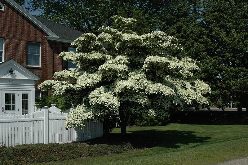 Chinese Dogwood - Cornus kousa - Ball & Burlap Tree (Multiple Sizes) - Image 3