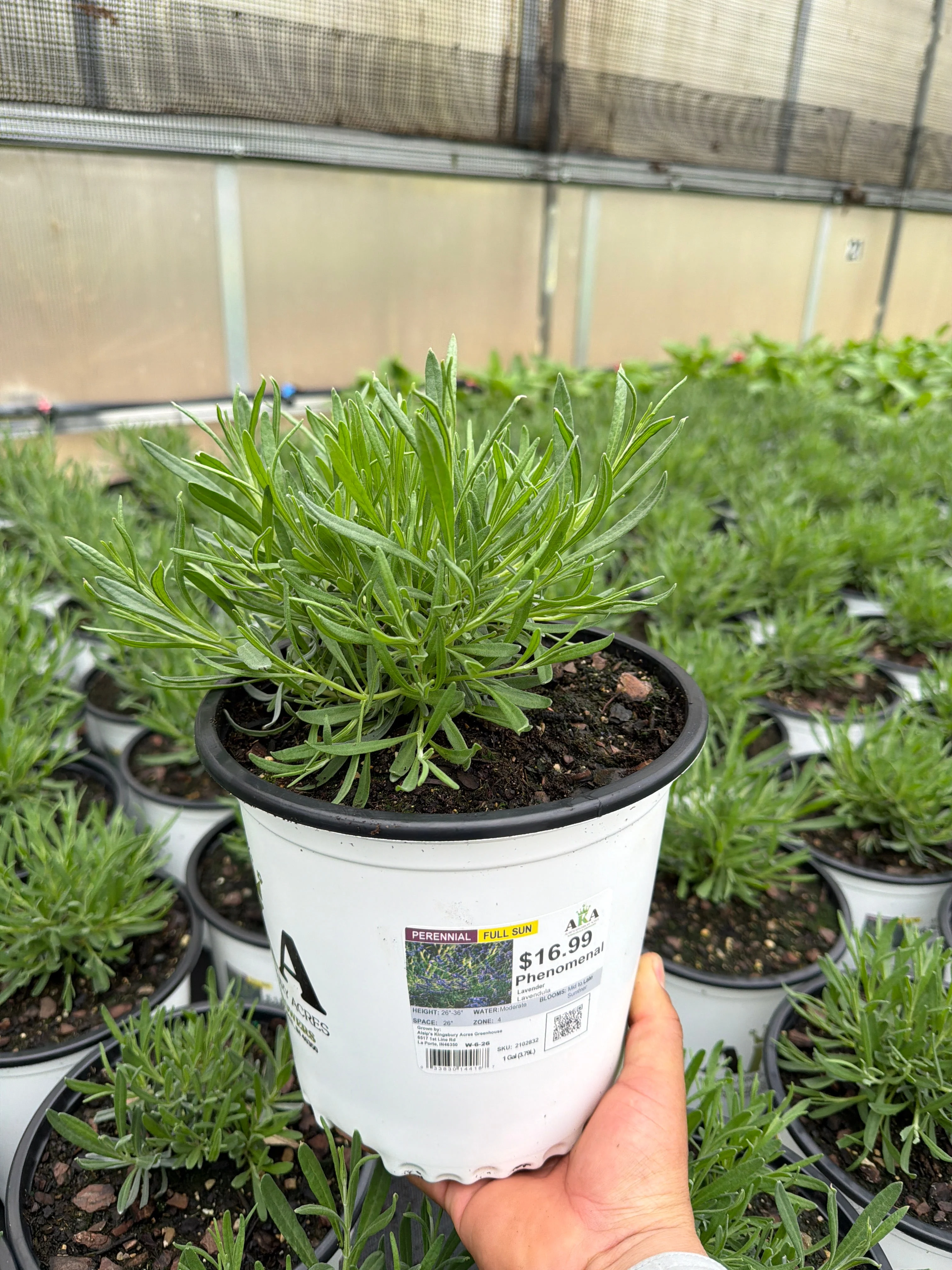 Lavandula Lavender Phenomenal - 8" Potted Perennial - Image 2