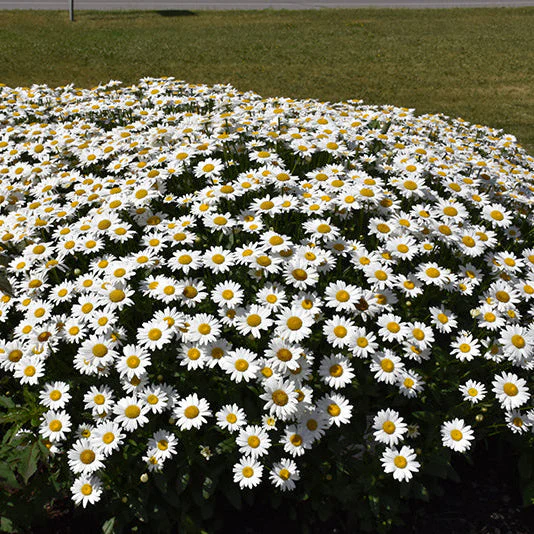 Leucanthemum Shasta Daisy Becky - 8" Potted Perennial - Image 2
