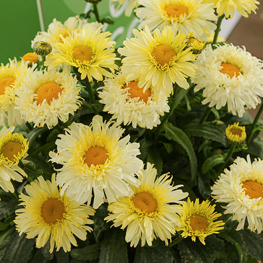Leucanthemum Shasta Daisy Real Charmer - 8" Potted Perennial - Image 2