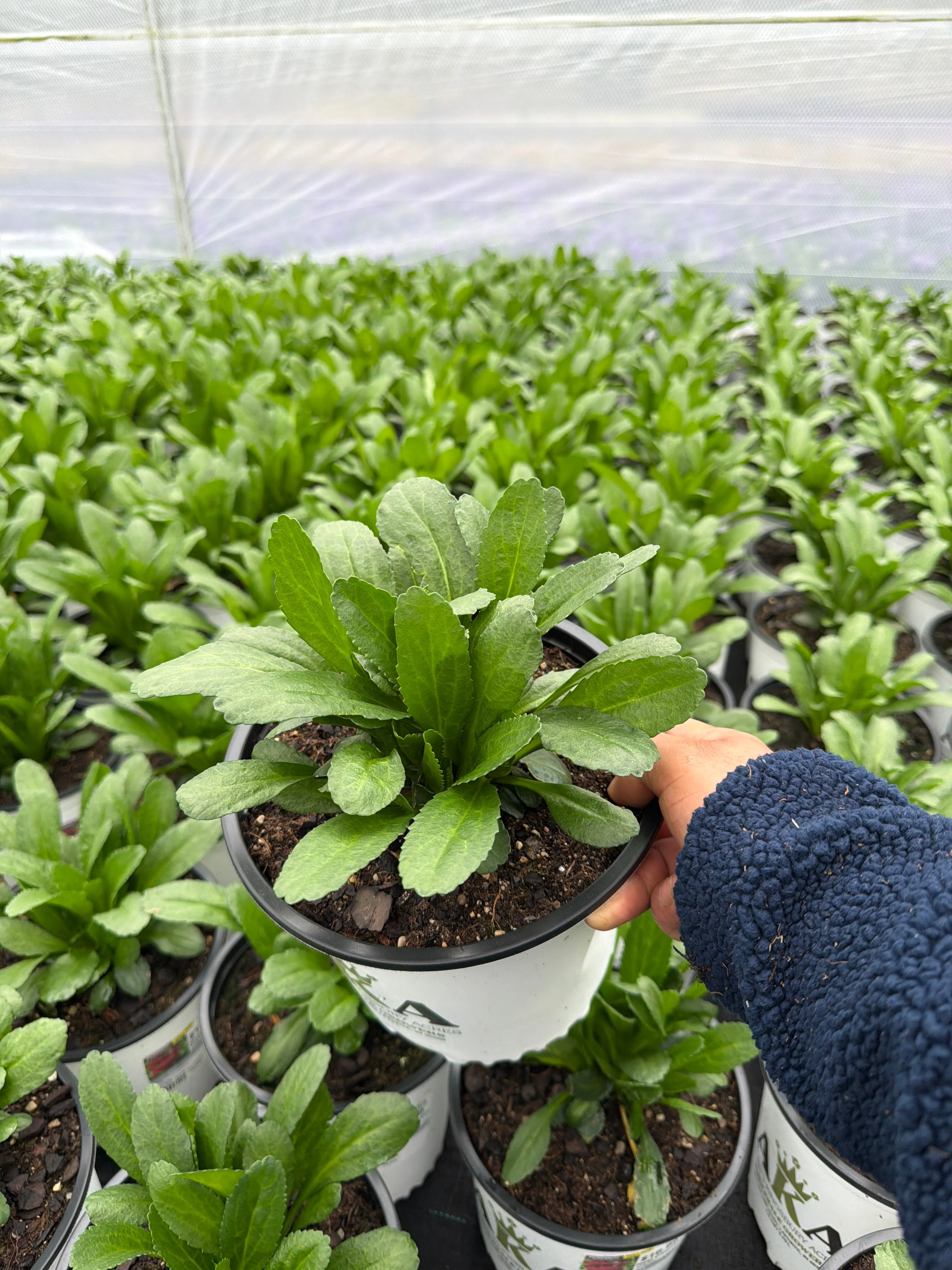 Leucanthemum Shasta Daisy Real Charmer - 8" Potted Perennial - Image 3