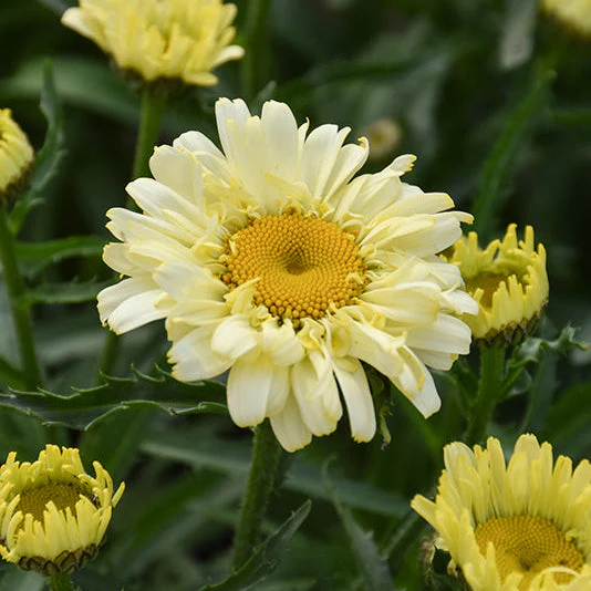 Leucanthemum Shasta Daisy Sweet Daisy Izabel - 8" Potted Perennial - Image 2