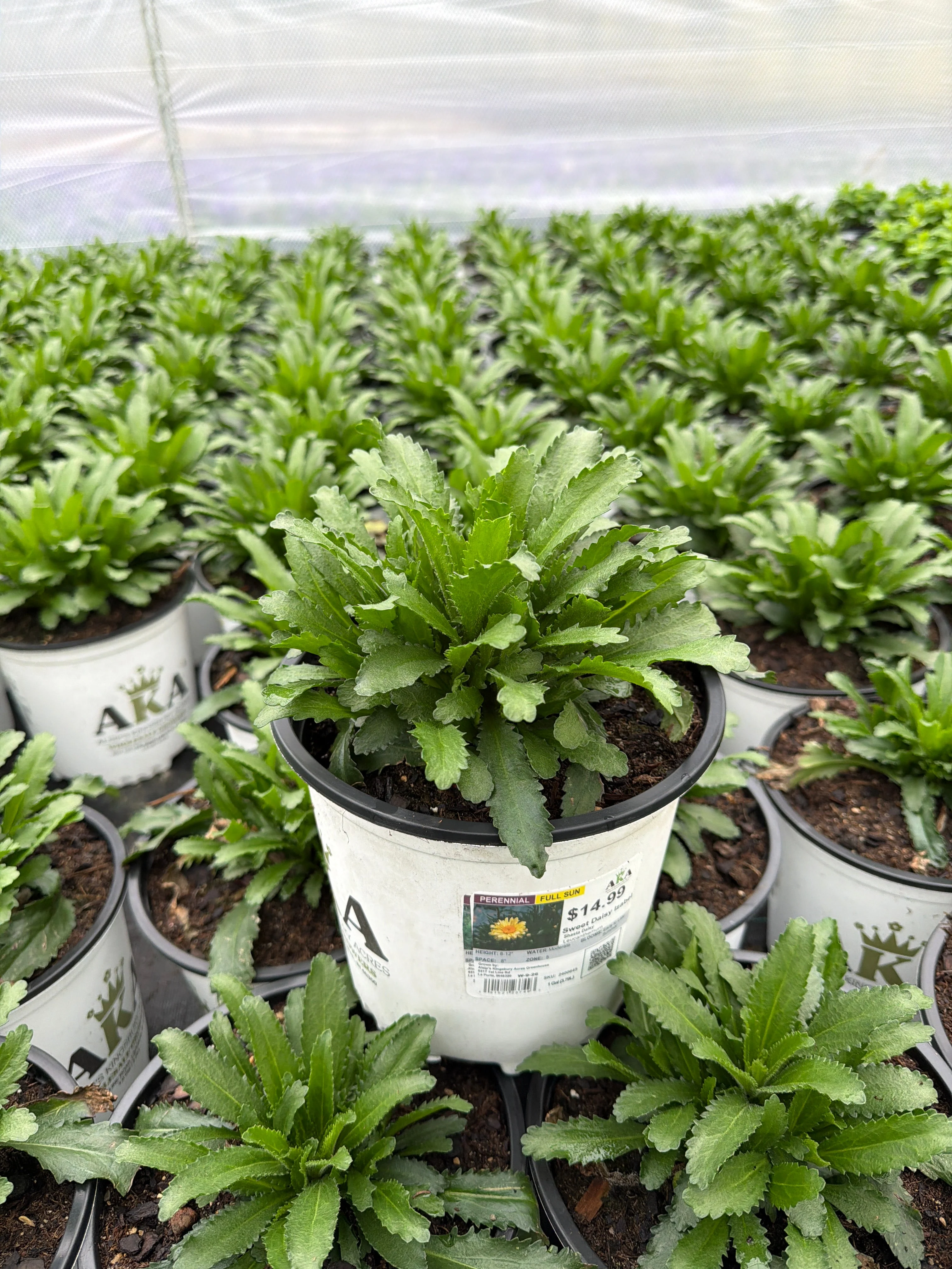 Leucanthemum Shasta Daisy Sweet Daisy Izabel - 8" Potted Perennial - Image 3