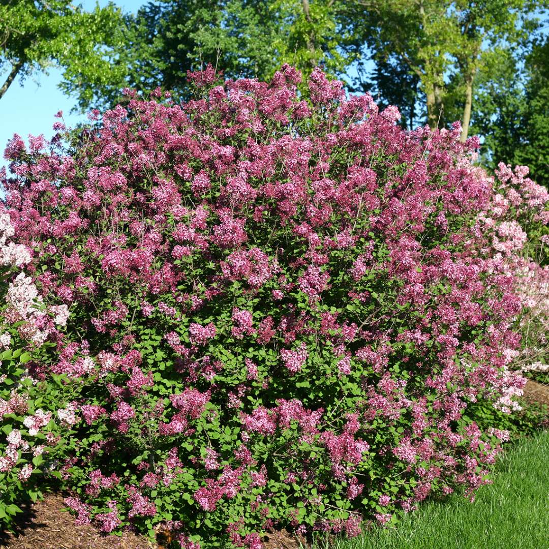 Syringa Bloomerang Dark Purple - 3 Gallon Pot - Image 5