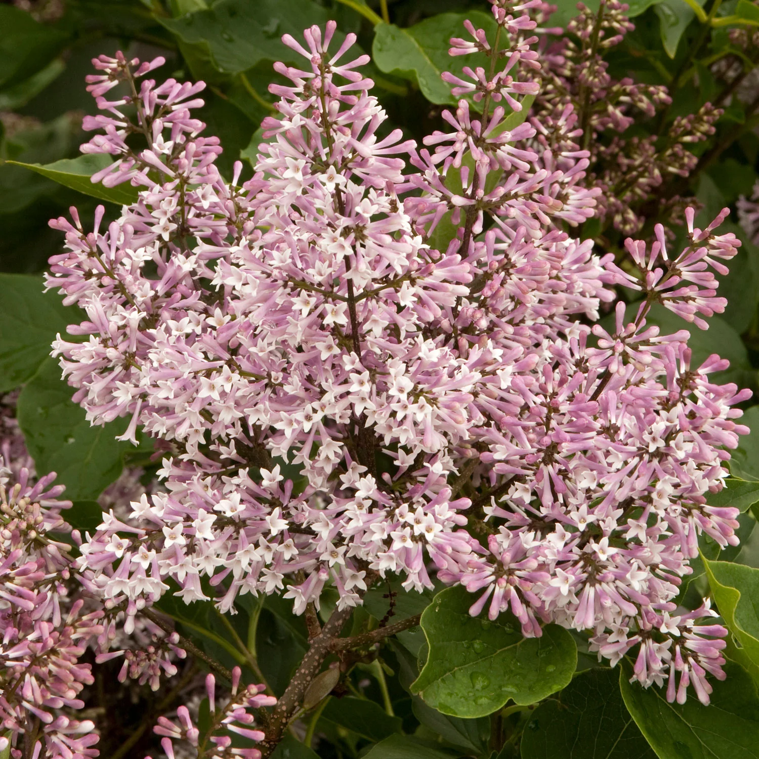 Lilac, Miss Kim Flowering Shrub, 3 Gallon Container