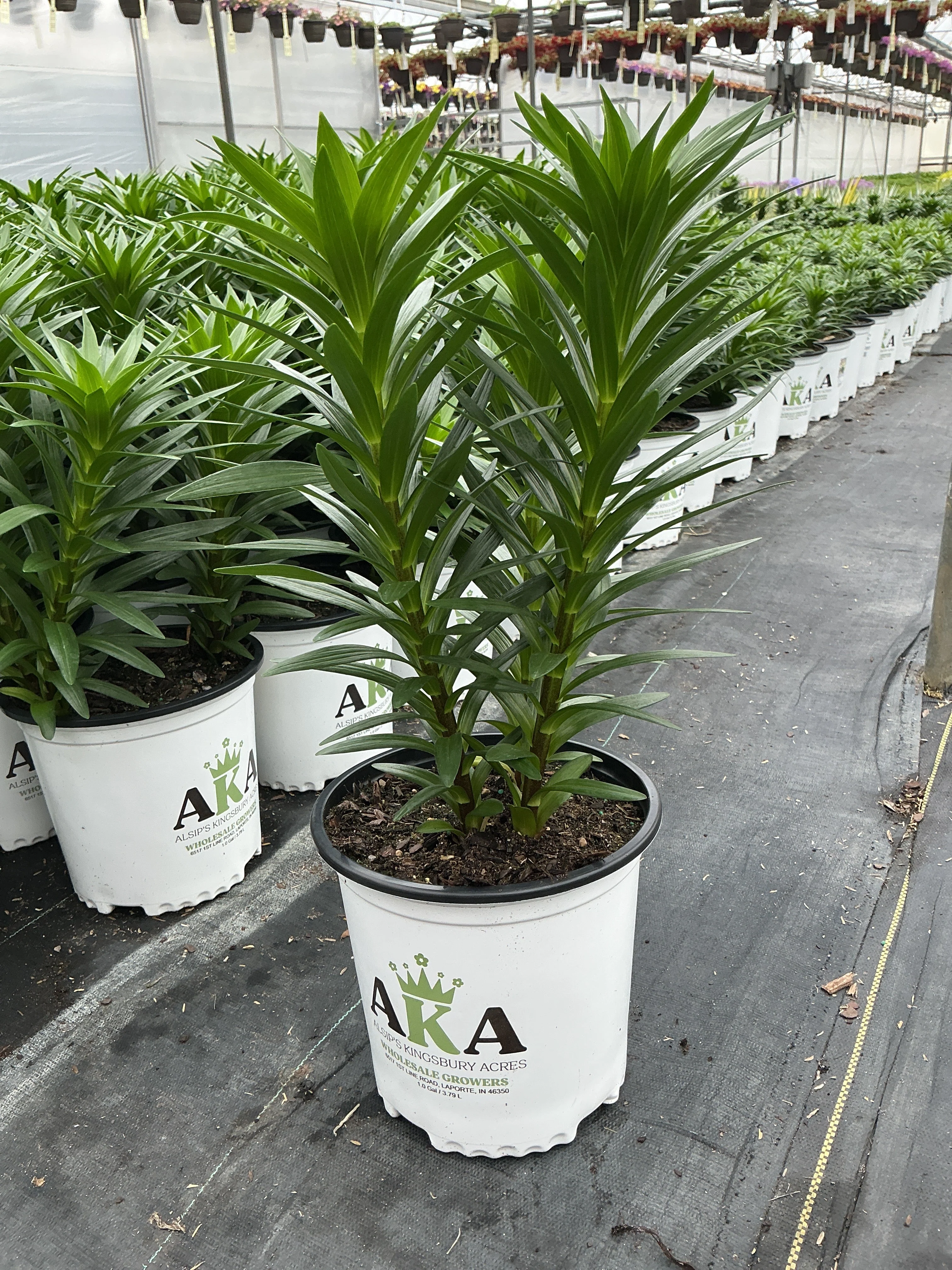 Lilium Lily La Summer Sun - 8" Potted Perennial - Image 2