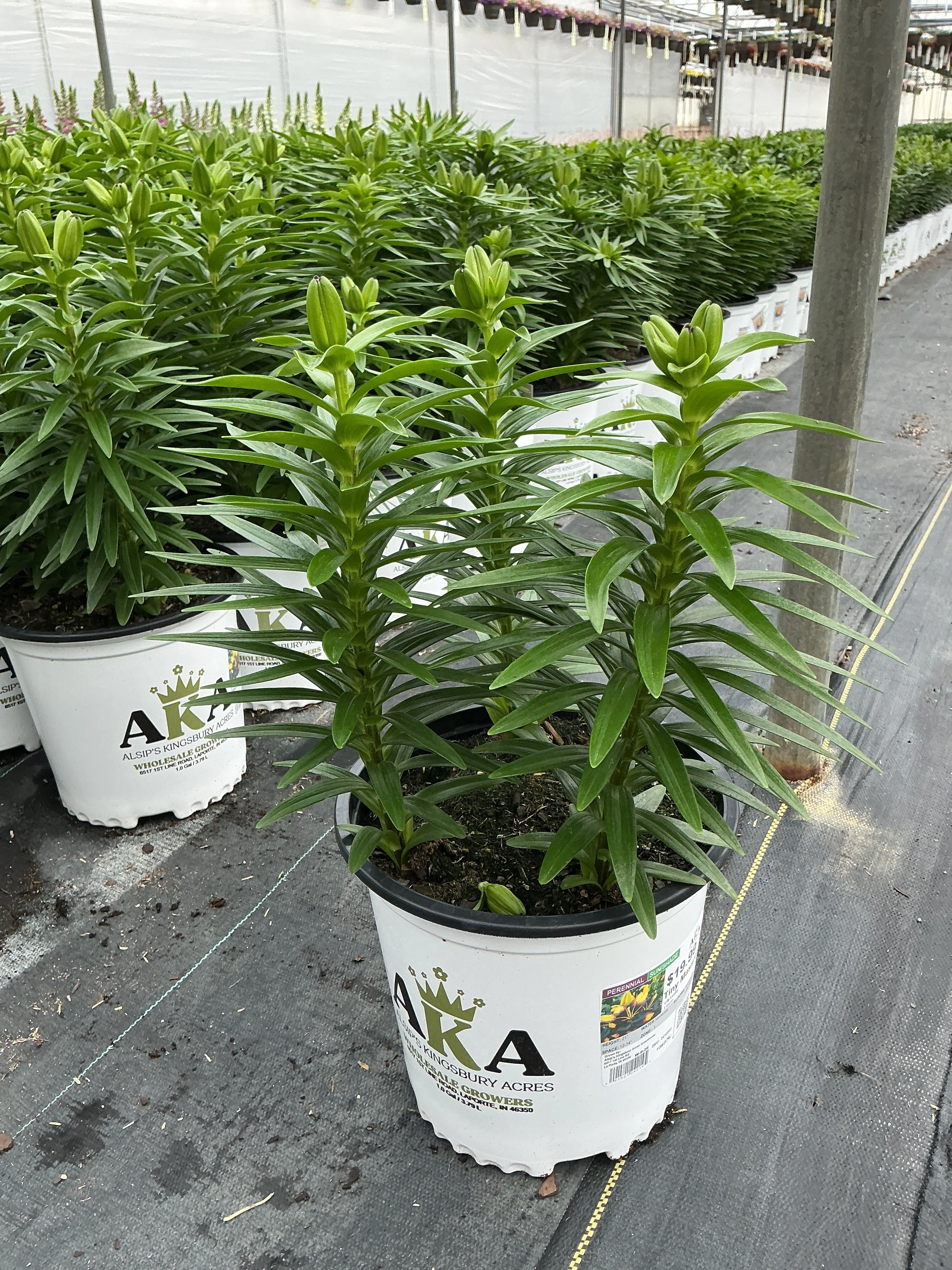Lilium Lily Lily Looks Tiny Massive - 8" Potted Perennial - Image 2