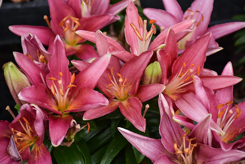 Lilium Lily Lily Looks Tiny Pearl - 8" Potted Perennial