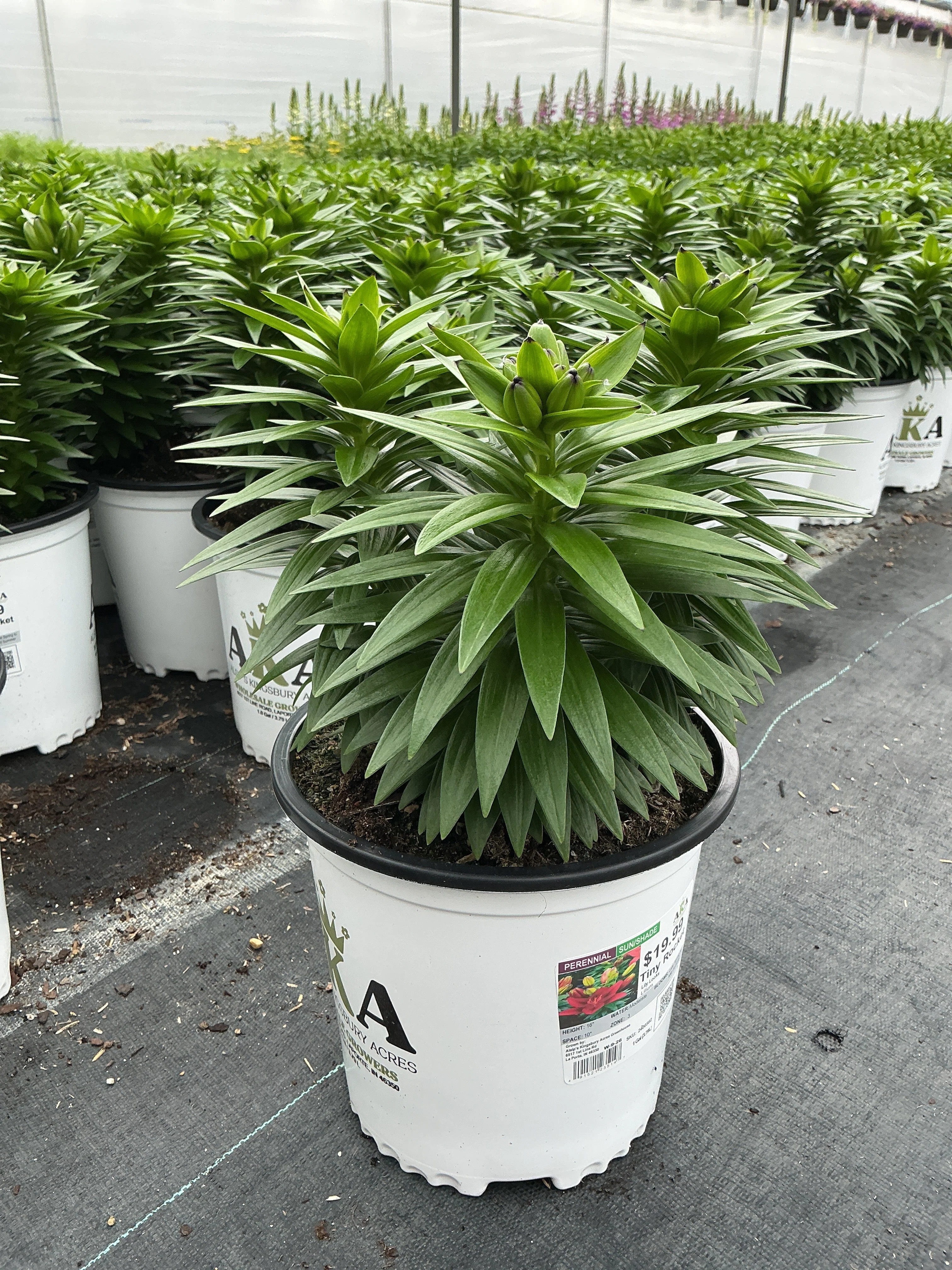 Lilium Lily Lily Looks Tiny Rocket - 8" Potted Perennial - Image 2
