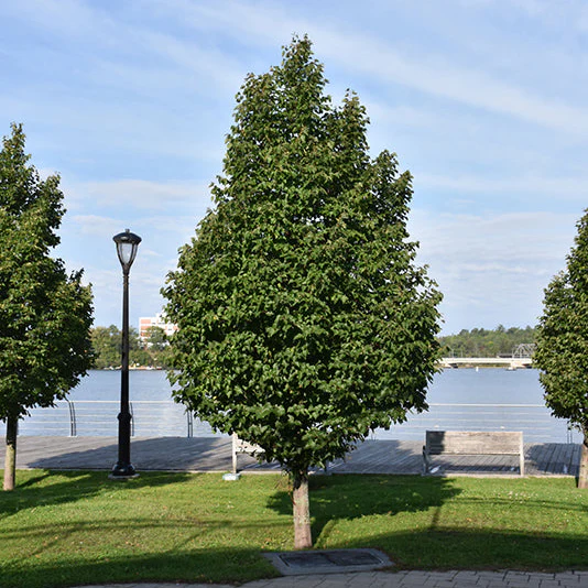 Greenspire Linden - Tilia cordata - 15 Gallon Potted Tree