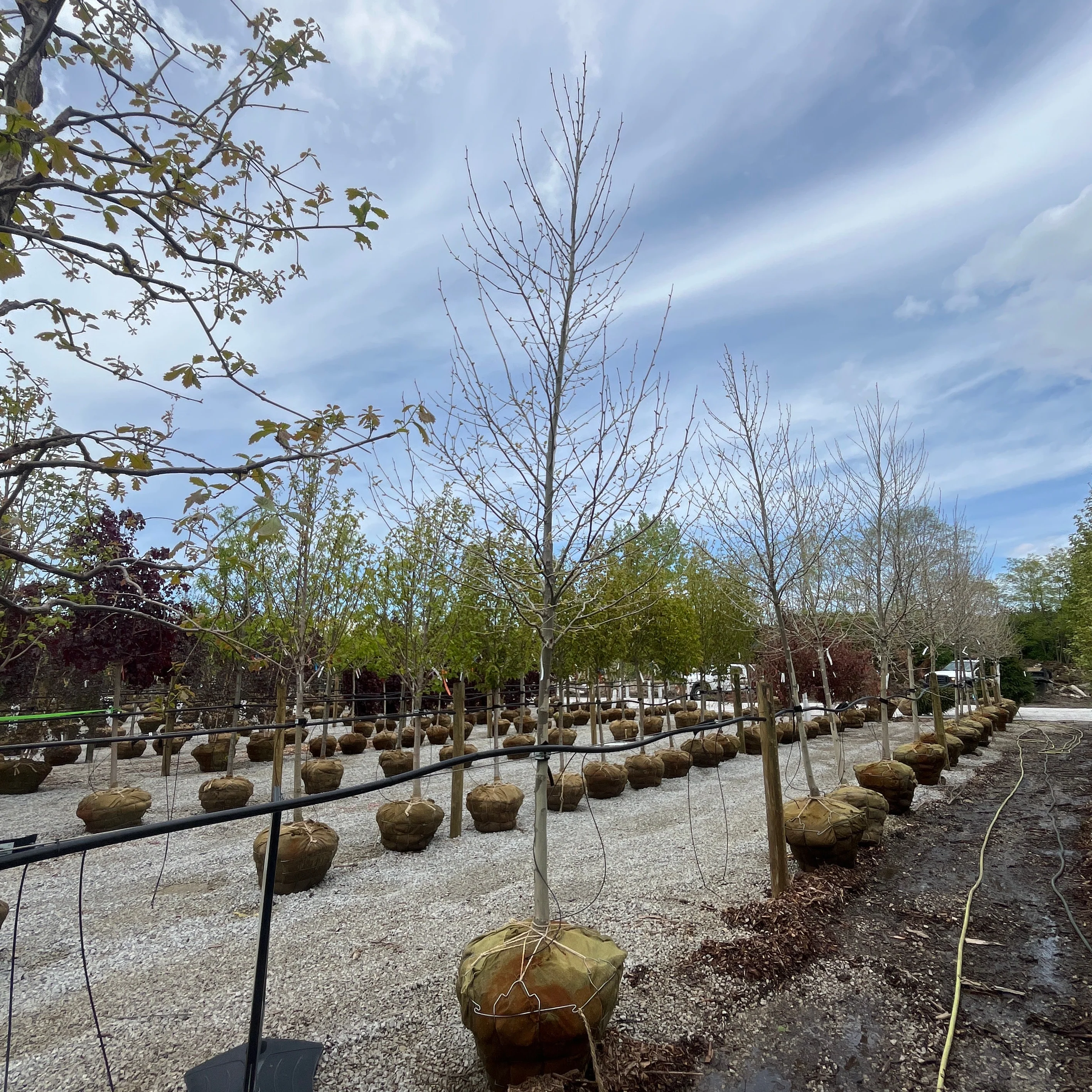 London Planetree - Platanus x acerifolia - 2.5" Caliper Ball & Burlap Tree