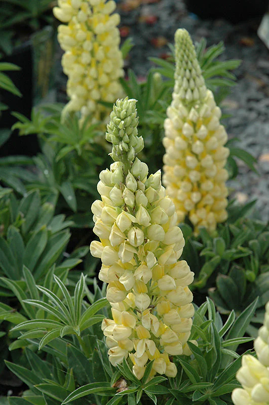 Lupinus Lupine Gallery Yellow - 8" Potted Perennial