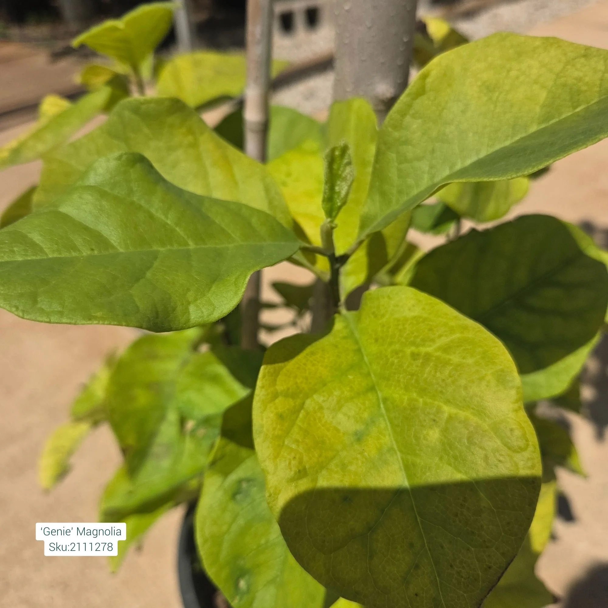 Genie Magnolia - Magnolia - Potted Tree (Multiple Sizes) - Image 4