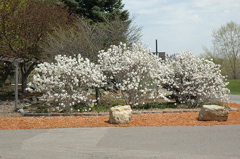 Royal Star Magnolia Tree - Magnolia stellata - Potted Tree (Multiple Sizes) - Image 4