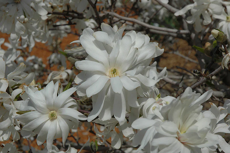 Royal Star Magnolia Tree - Magnolia stellata - Potted Tree (Multiple Sizes) - Image 5