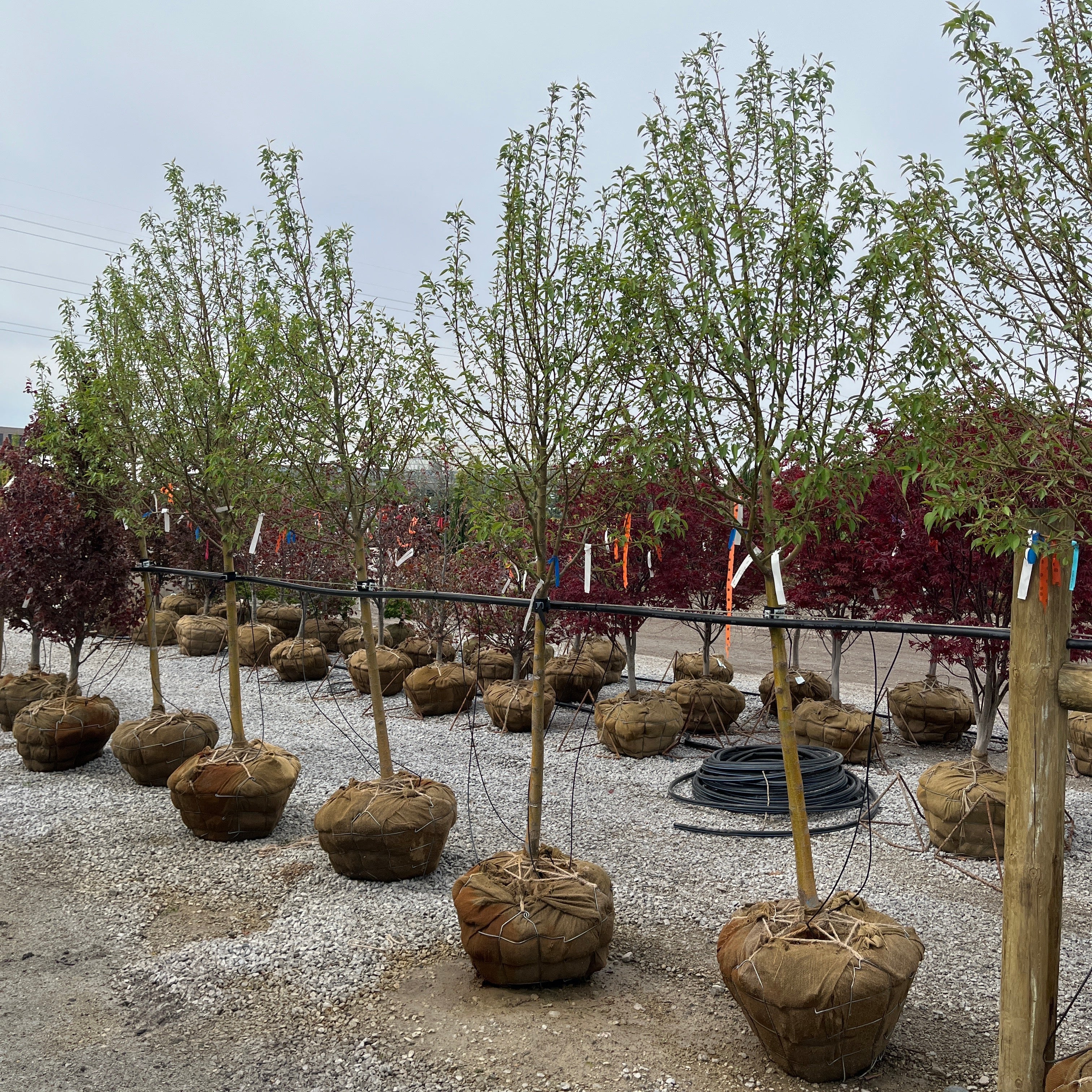 Starlite Flowering Crab - Malus 'Jeflite' - Ball & Burlap Tree (Multiple Sizes)
