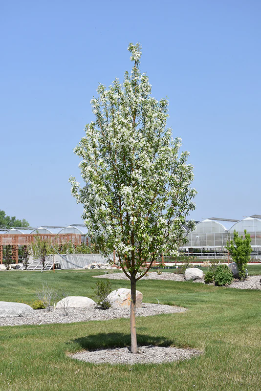 Starlite Flowering Crab - Malus 'Jeflite' - Ball & Burlap Tree (Multiple Sizes) - Image 2