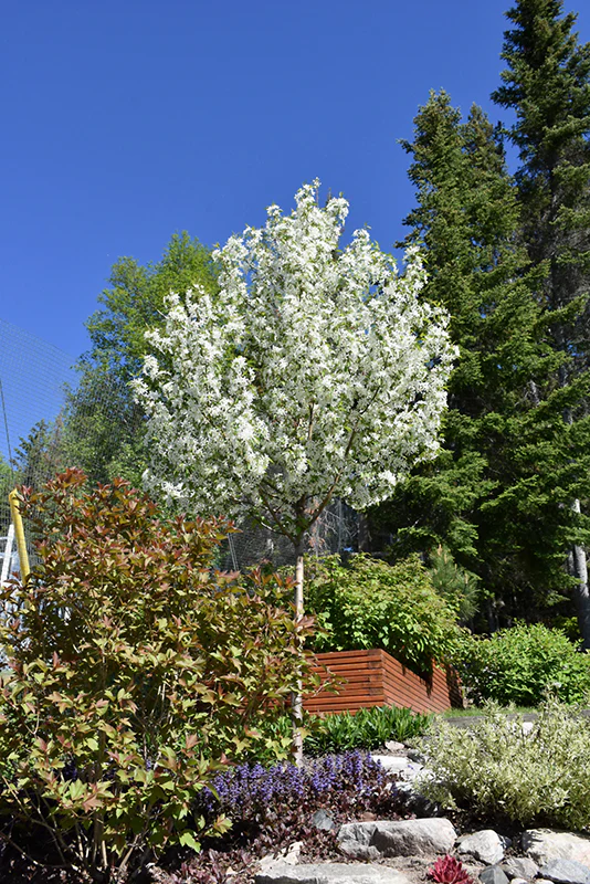Starlite Flowering Crab - Malus 'Jeflite' - Ball & Burlap Tree (Multiple Sizes) - Image 3