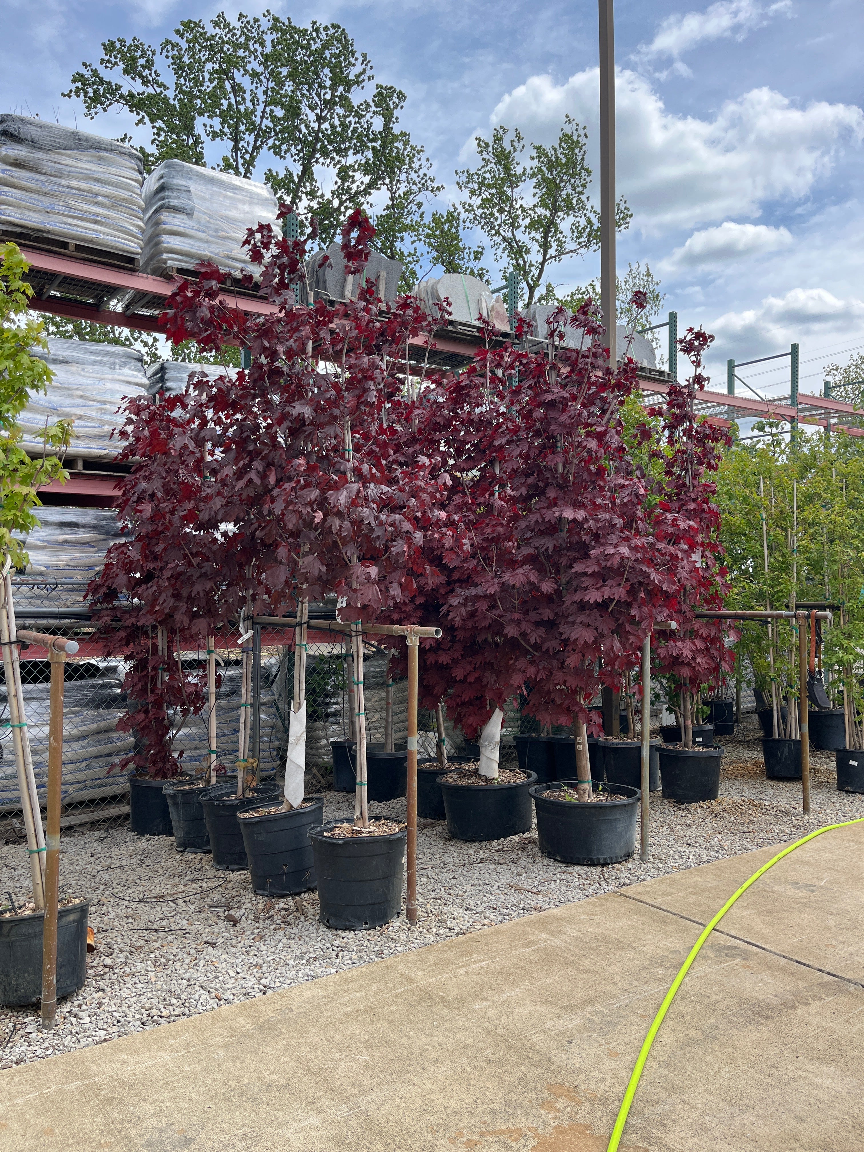 Crimson King Norway Maple - Acer platanoides - Potted Tree (Multiple Sizes) - Image 3