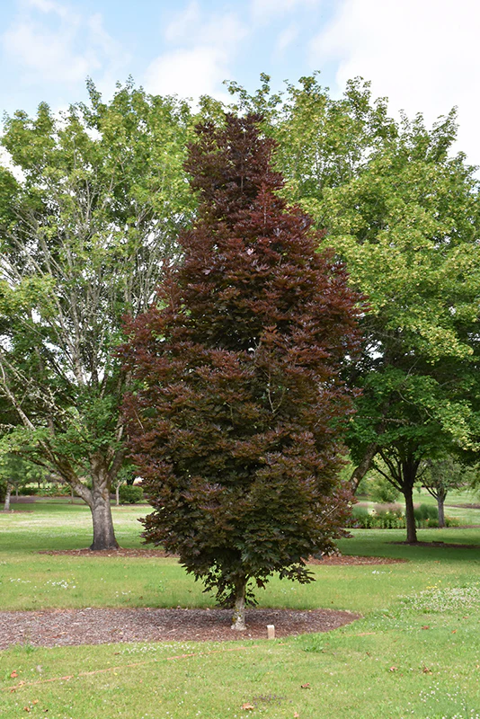 Crimson Sentry Norway Maple - Acer platanoides - Potted Tree (Multiple Sizes) - Image 7