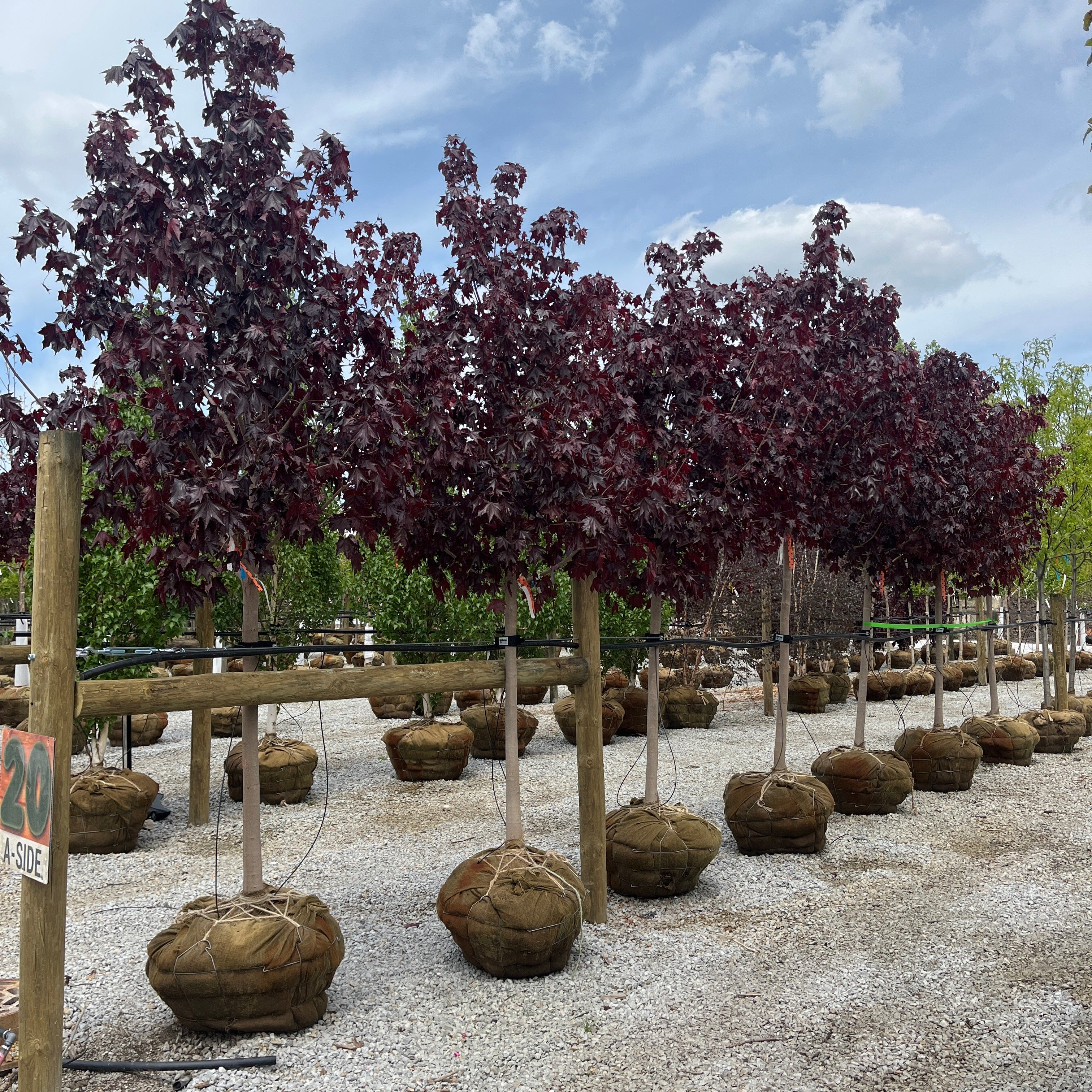 Crimson Sunset® Maple - Acer - 2.5" Caliper Ball & Burlap Tree