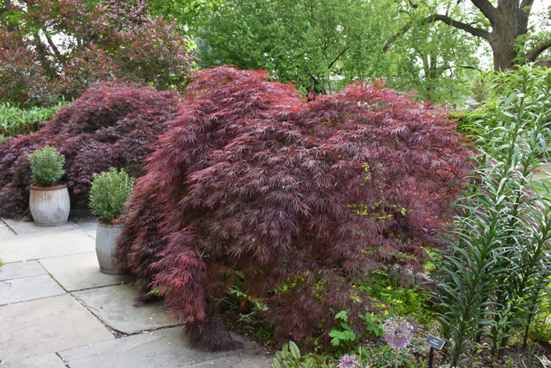 Crimson Queen Japanese Maple - Acer palmatum - Potted Tree (Multiple Sizes) - Image 2