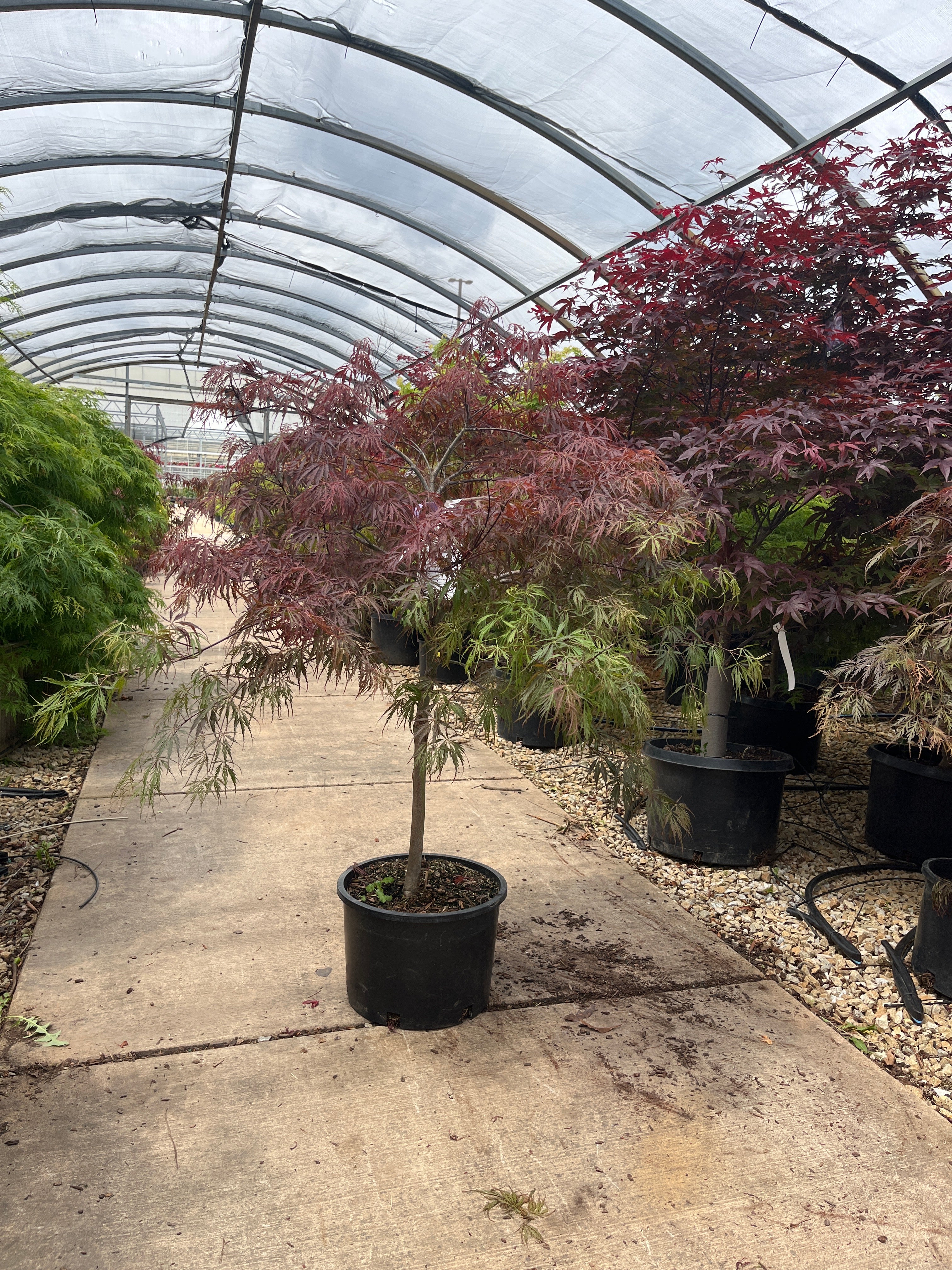 Crimson Queen Japanese Maple - Acer palmatum - Potted Tree (Multiple Sizes) - Image 3