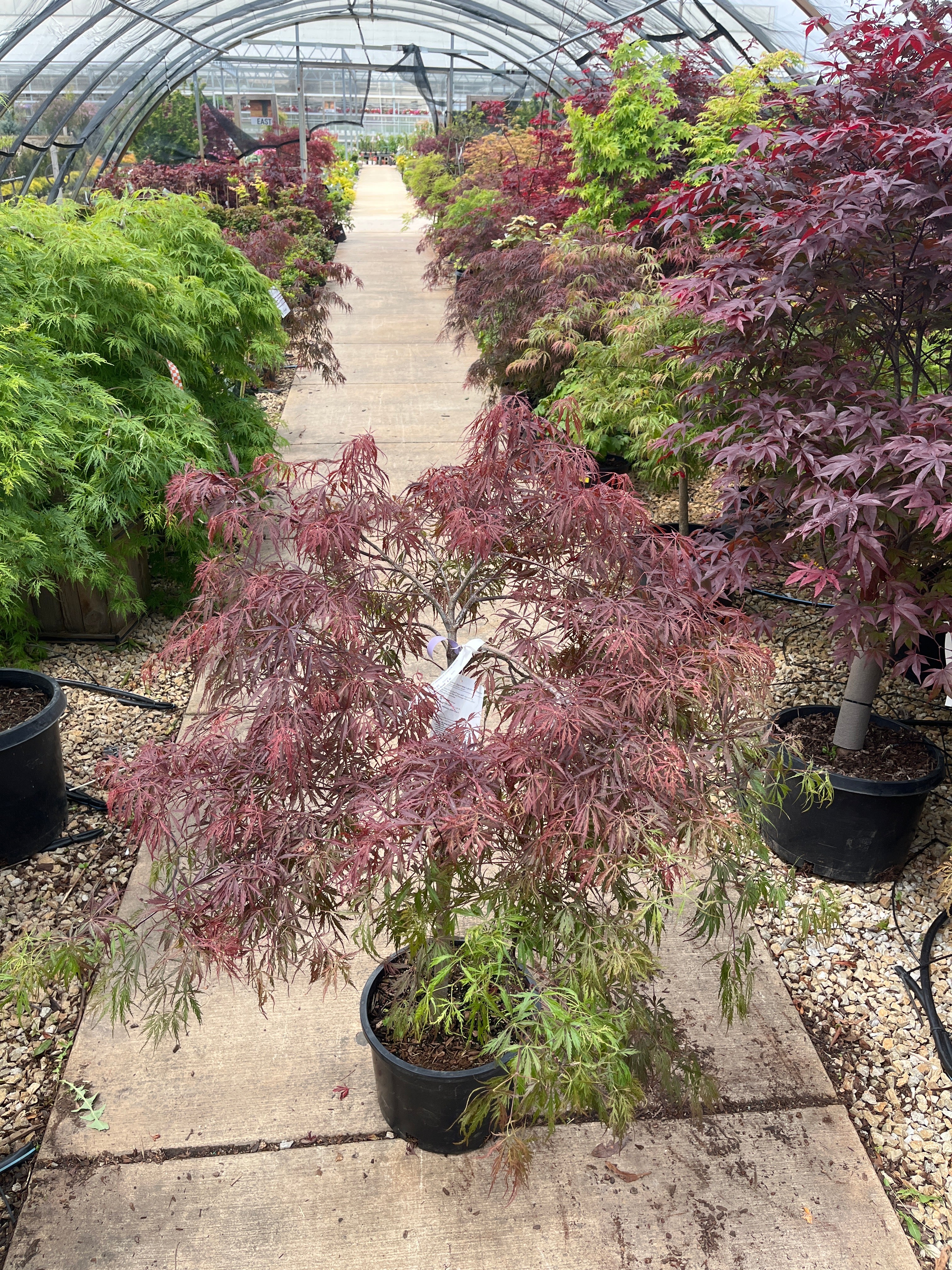 Crimson Queen Japanese Maple - Acer palmatum - Potted Tree (Multiple Sizes) - Image 4