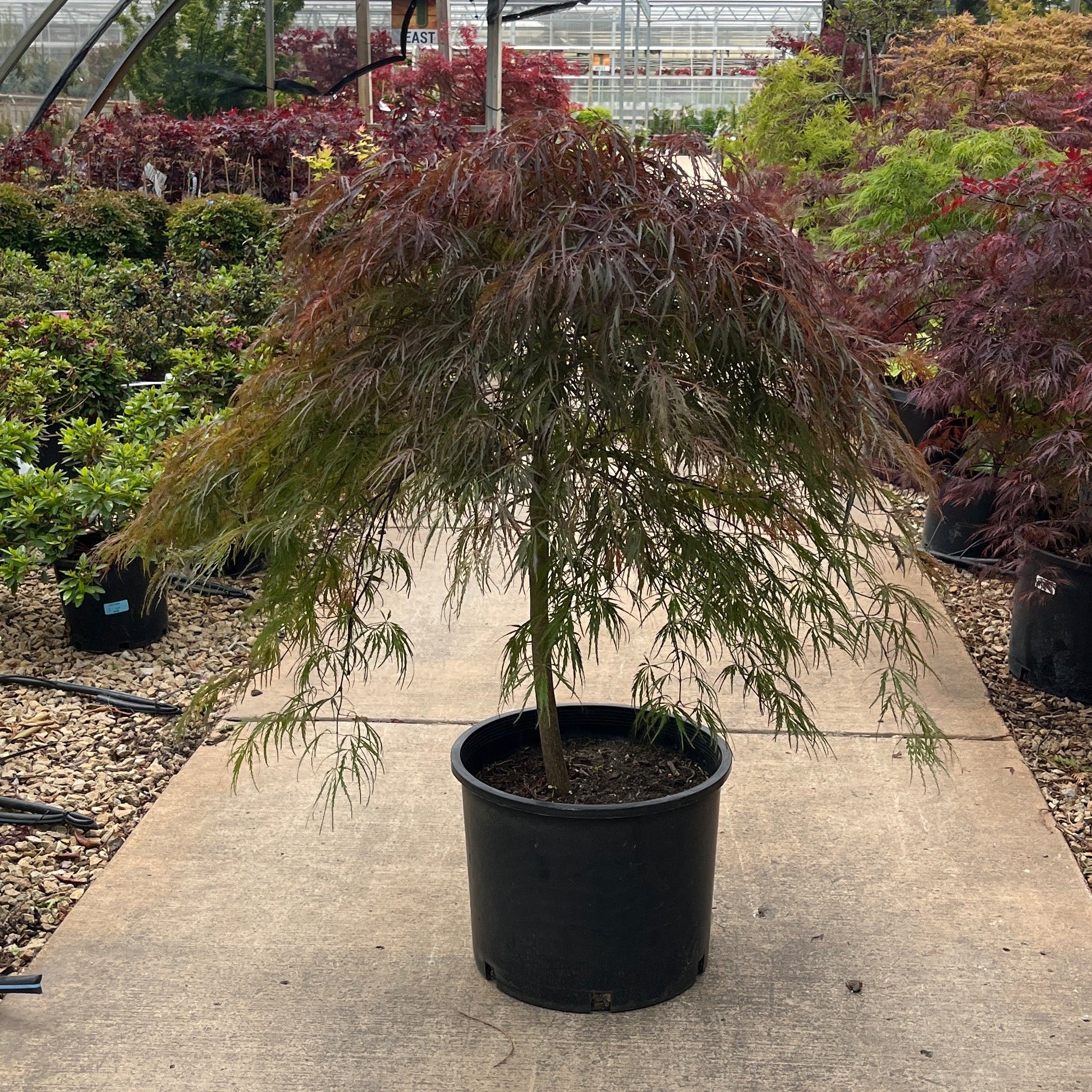 Crimson Queen Japanese Maple - Acer palmatum - Potted Tree (Multiple Sizes) - Image 5