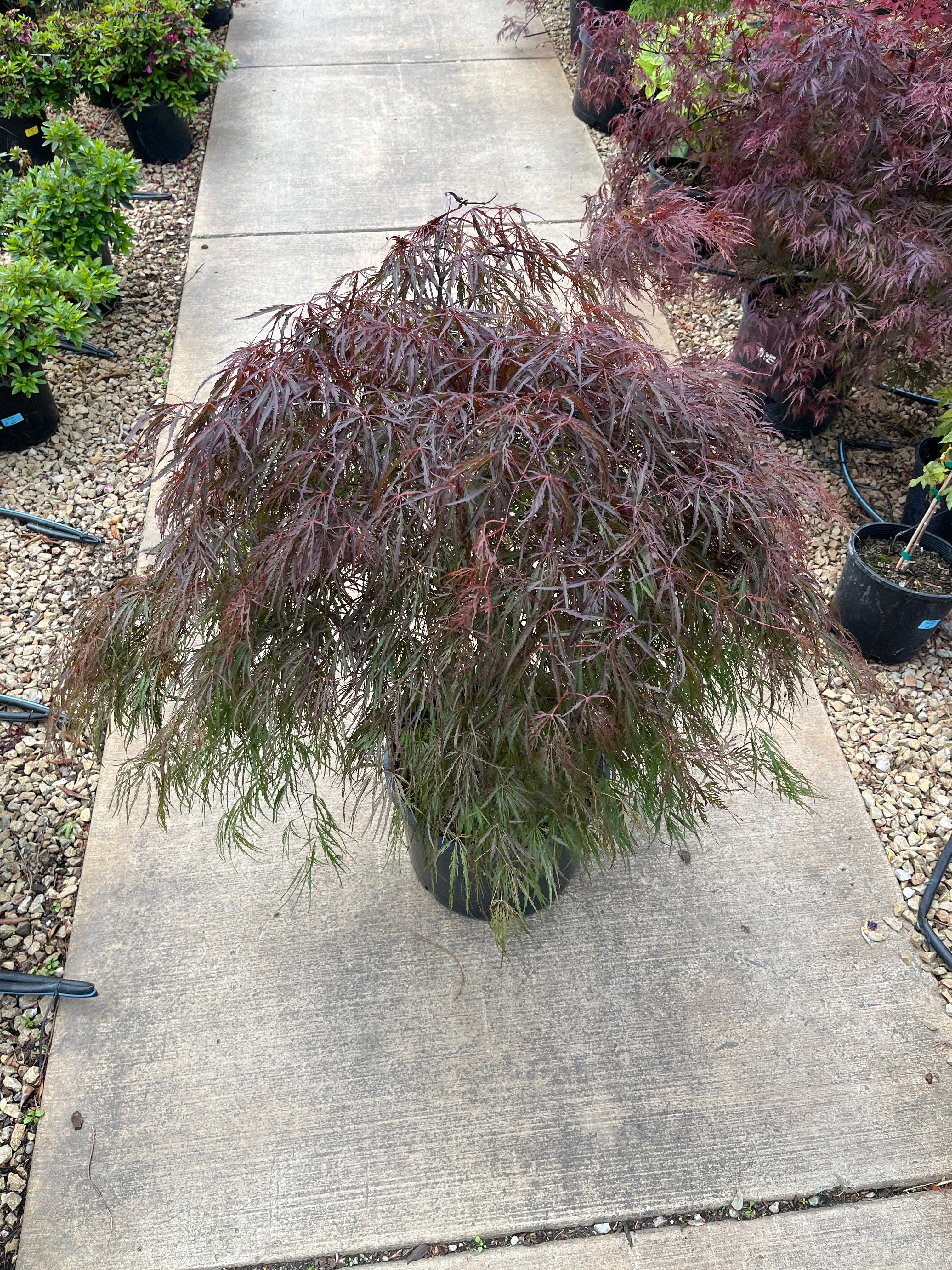 Crimson Queen Japanese Maple - Acer palmatum - Potted Tree (Multiple Sizes) - Image 7
