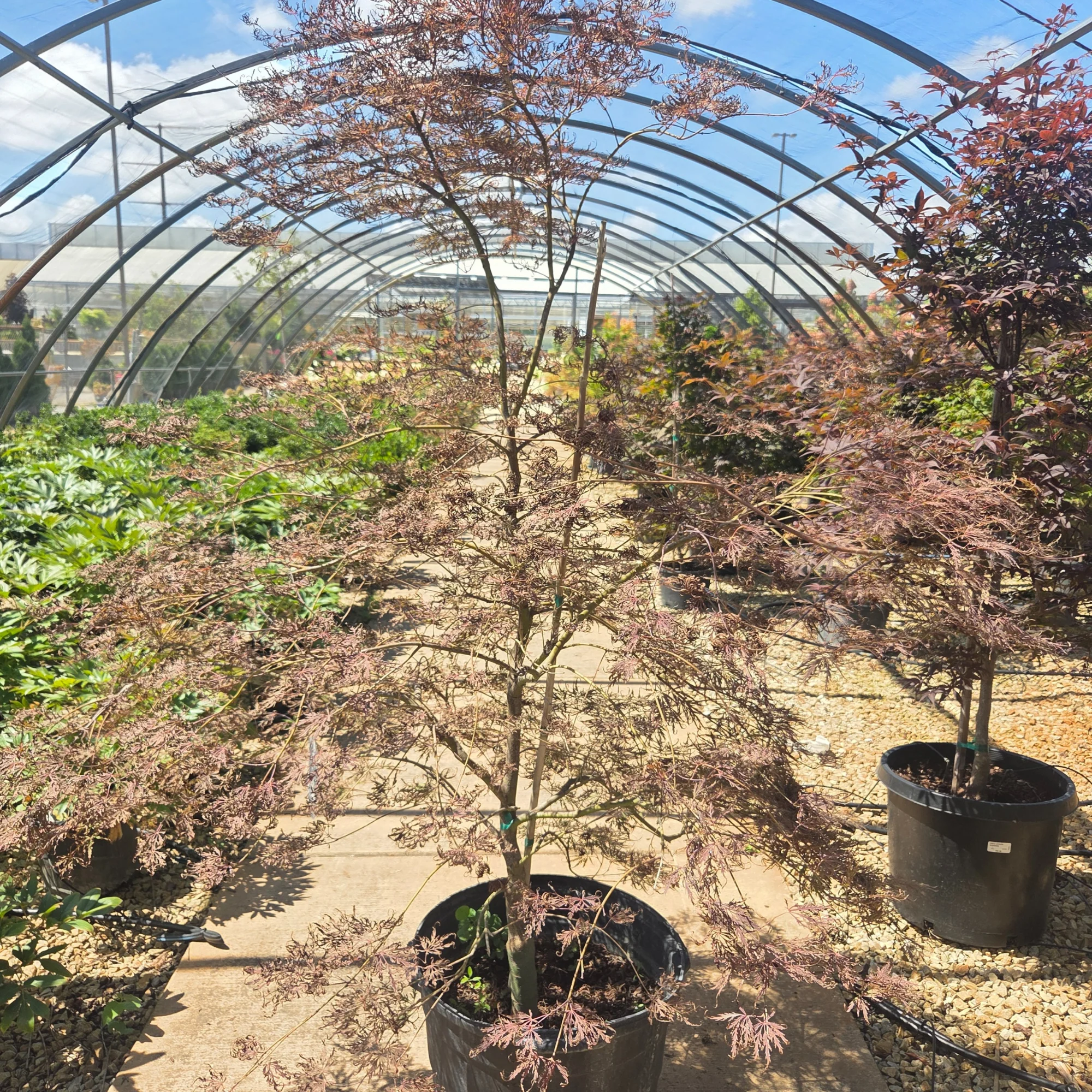 Crimson Queen Japanese Maple - Acer palmatum - Potted Tree (Multiple Sizes) - Image 8