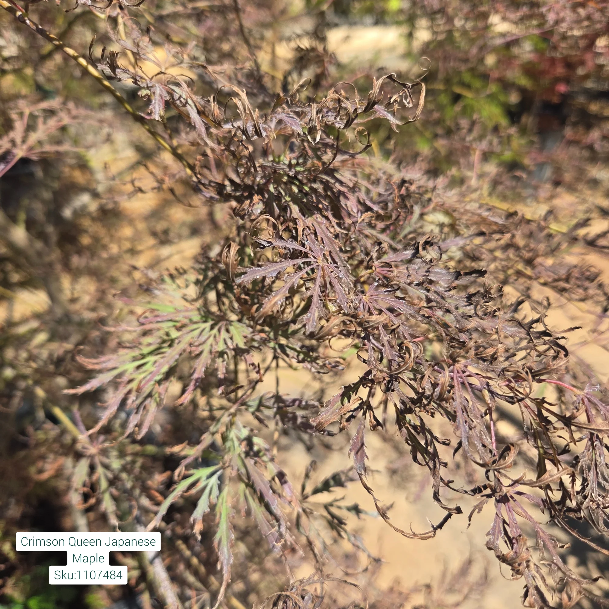 Crimson Queen Japanese Maple - Acer palmatum - Potted Tree (Multiple Sizes) - Image 9