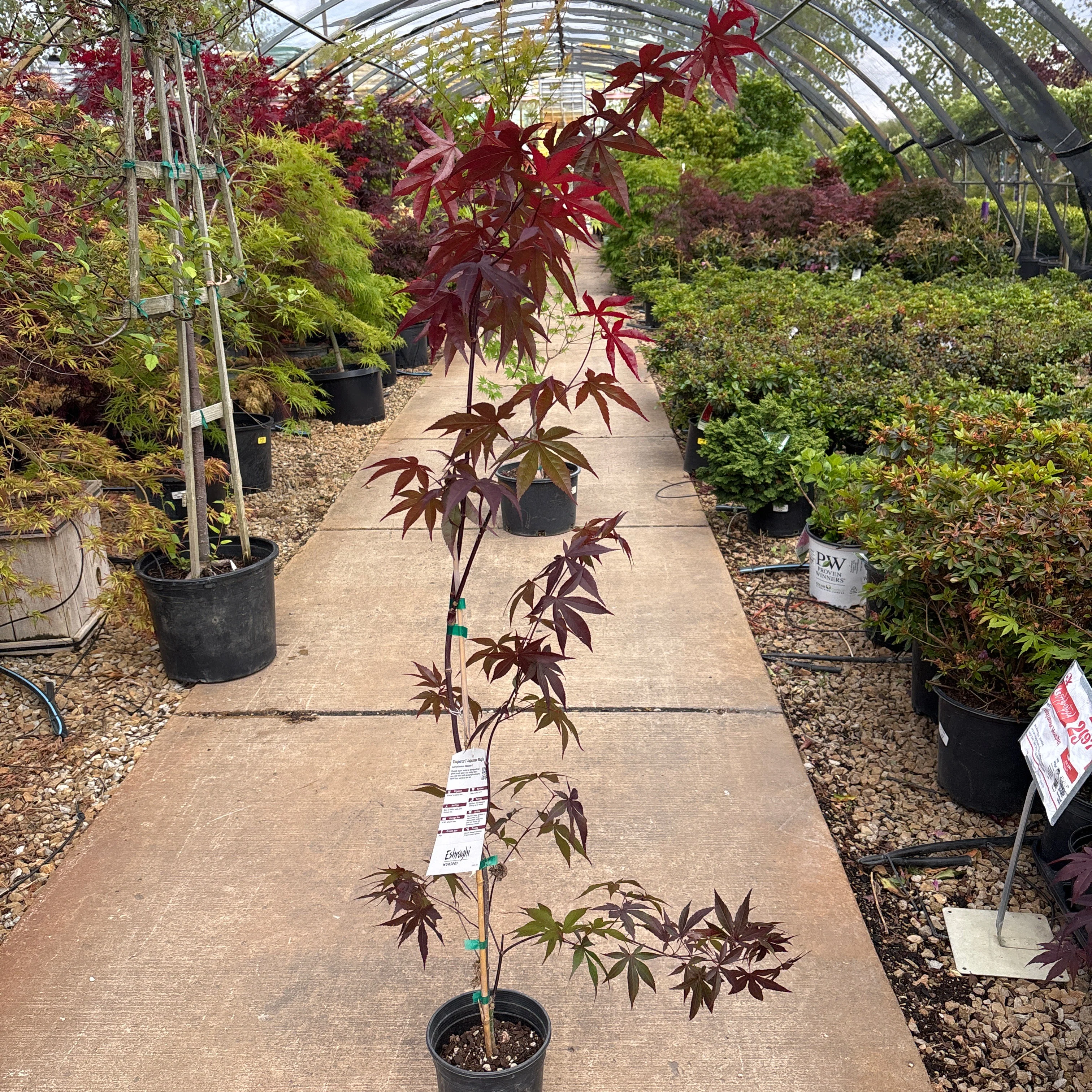 Fireglow Japanese Maple - Acer palmatum - Potted Tree (Multiple Sizes) - Image 7