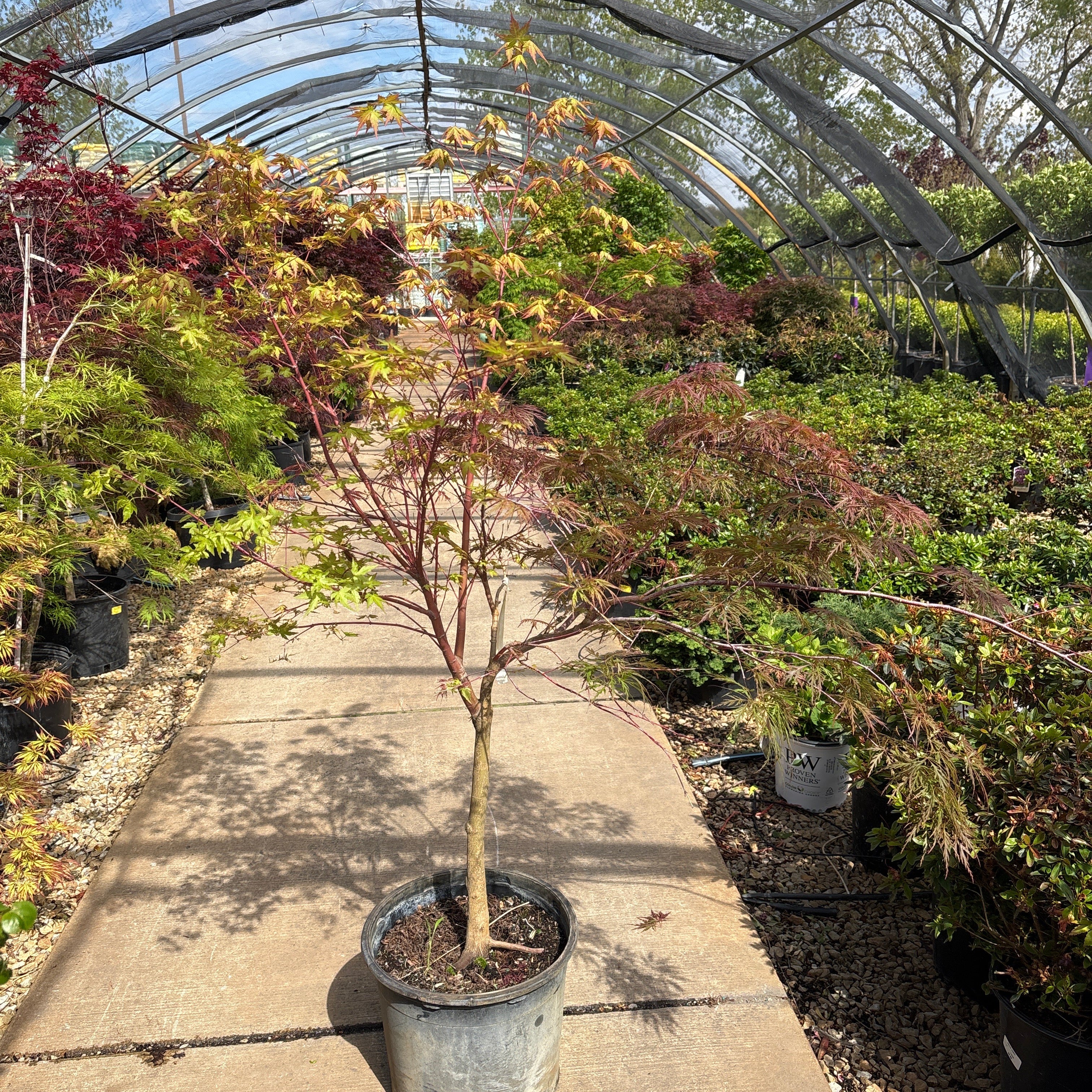 Garnet Laceleaf Japanese Maple - Acer palmatum - 7 Gallon Potted Tree