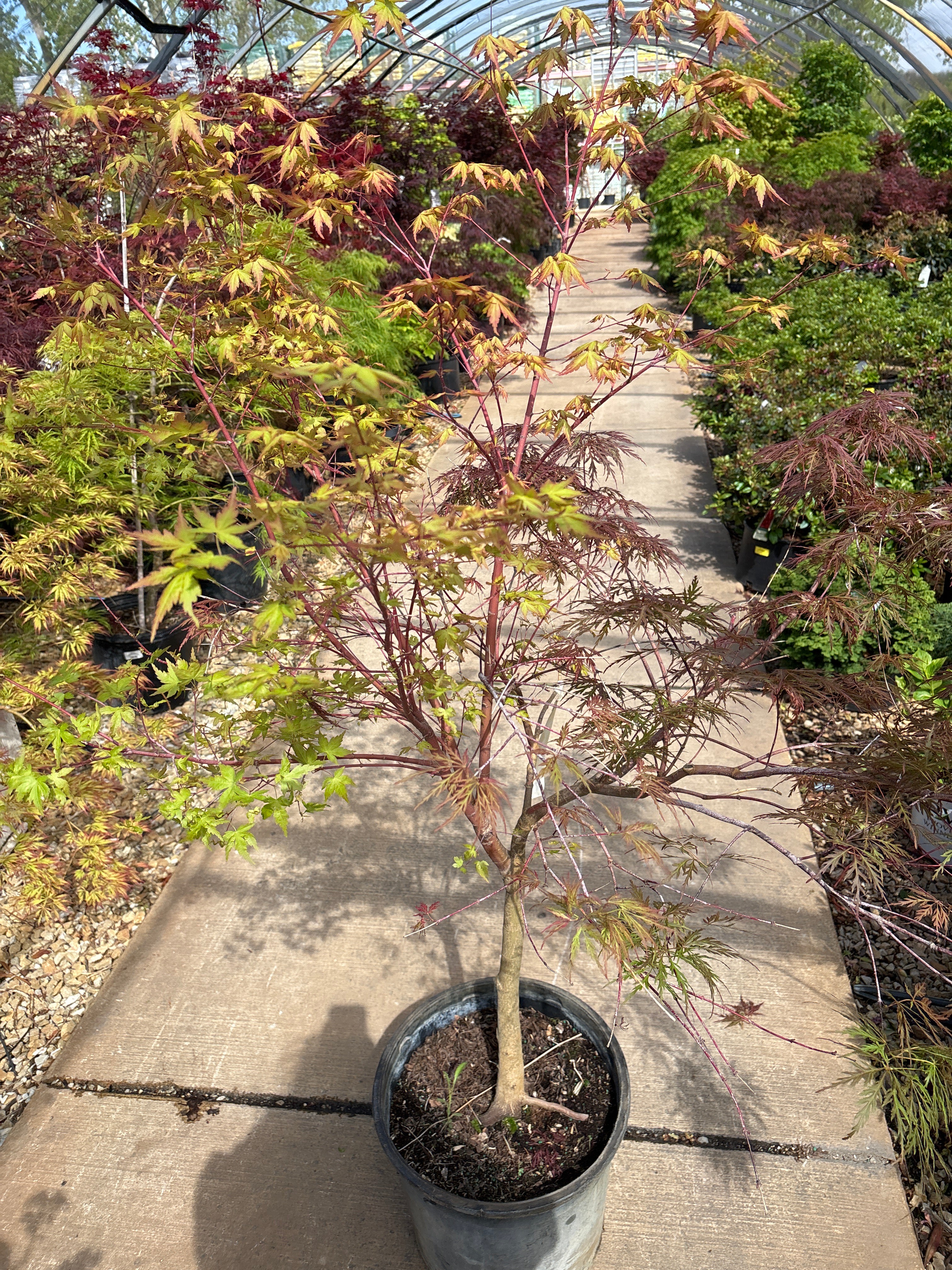 Garnet Laceleaf Japanese Maple - Acer palmatum - 7 Gallon Potted Tree - Image 2
