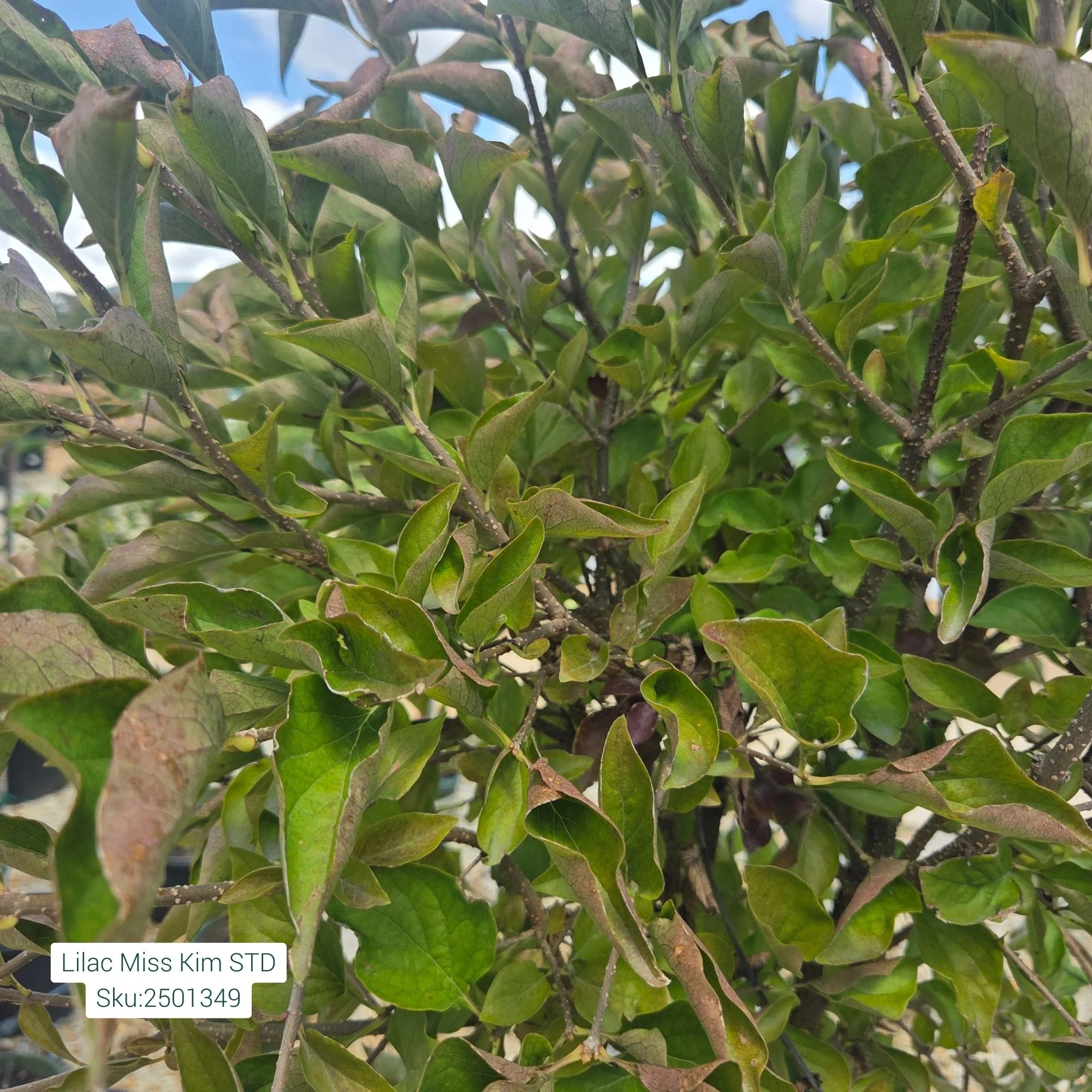 Miss Kim Lilac Tree, 10 Gal. - Image 2