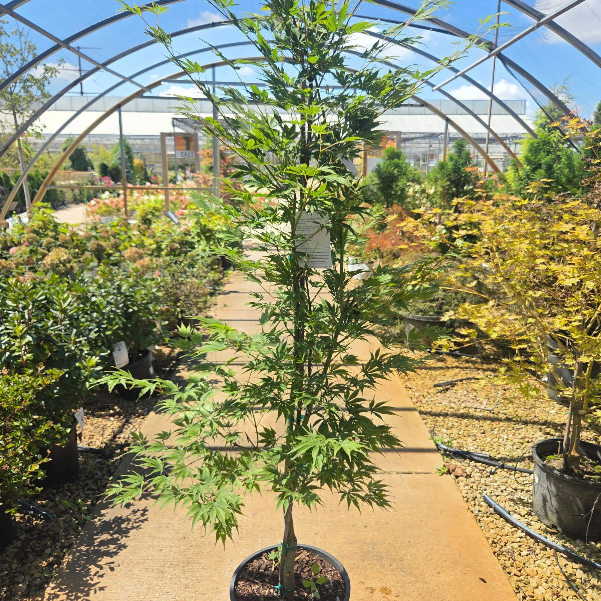 Orange Flame Japanese Maple - Acer palmatum - Potted Tree (Multiple Sizes) - Image 2
