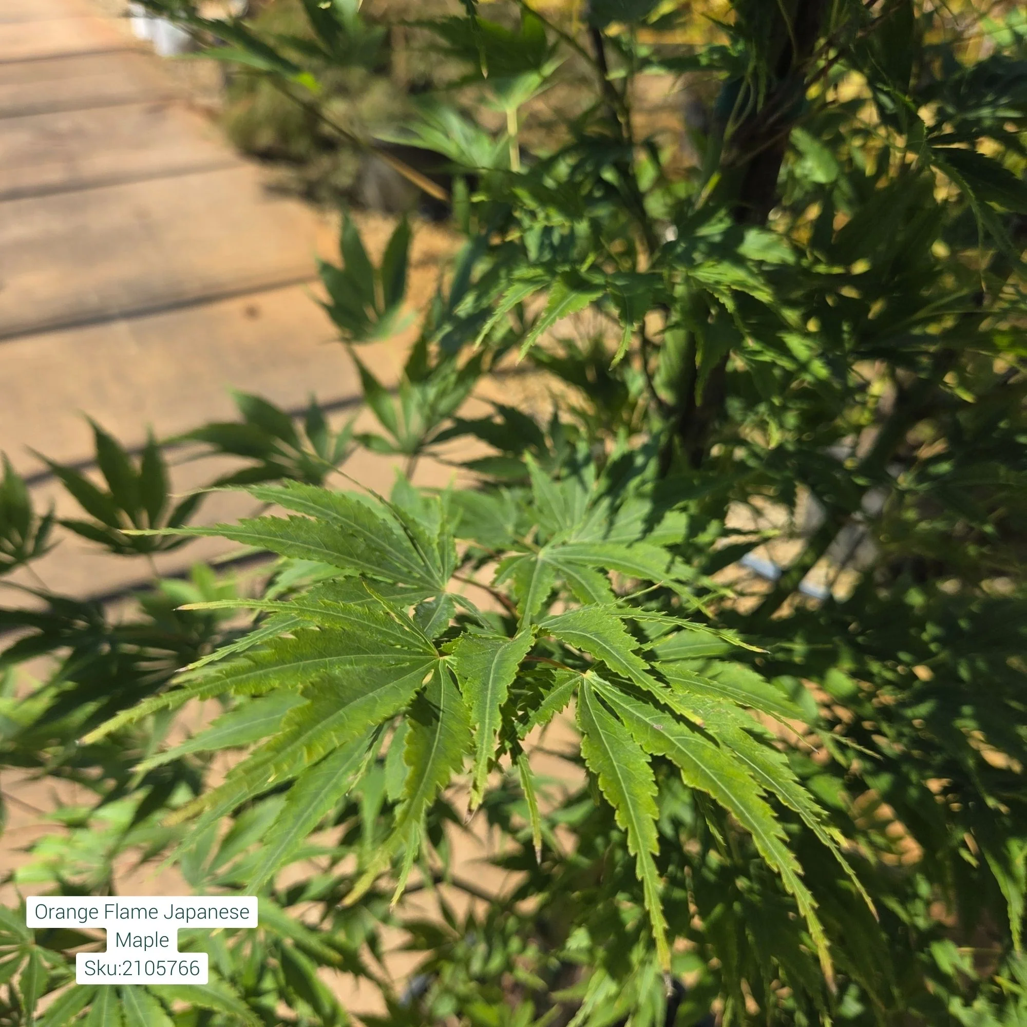 Orange Flame Japanese Maple - Acer palmatum - Potted Tree (Multiple Sizes) - Image 3