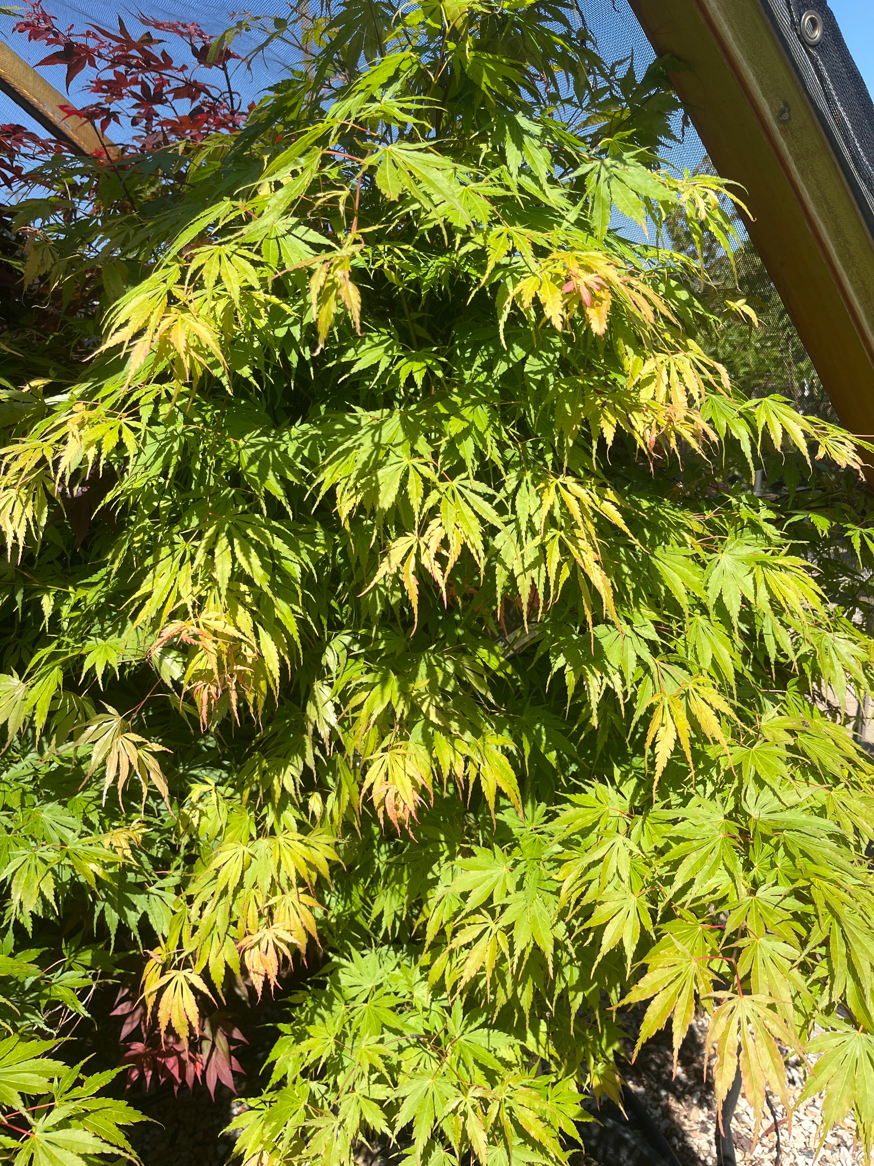 Orange Flame Japanese Maple - Acer palmatum - Potted Tree (Multiple Sizes) - Image 4
